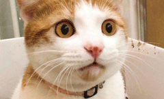 如何将苹果电脑中的照片导出至iPhone之airdrop篇