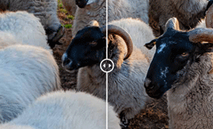 黑科技！利用AI技术把影片转换4K画质，让老片重获新生