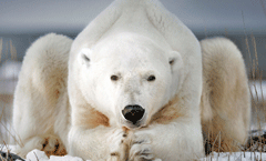 1200张精选「必应」壁纸 + 官方每日壁纸软件