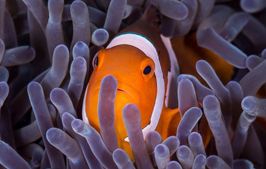 PS滤镜插件：Nik Collection 最后的免费版